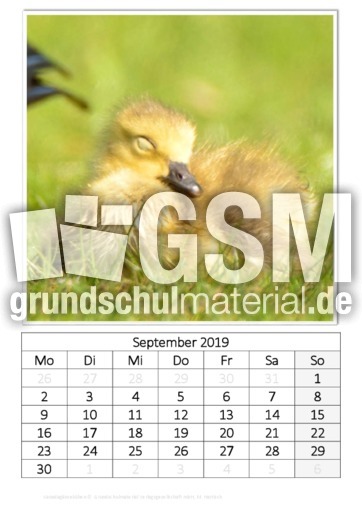 September_Kanadagänseküken.pdf